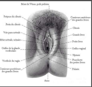 CHERES DAMES, COMMENT PRENDRE SOIN DE VOTRE VAGIN